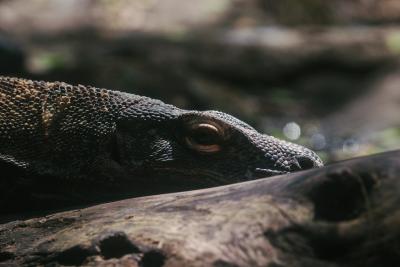 Ostrvo na kojem žive najveći gušteri na svetu: Teški i do 135 kilograma
