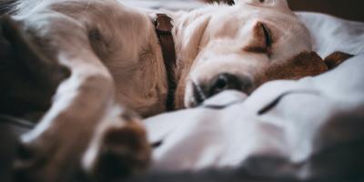 Veterinar otkrio pet stvari koje nikada ne bi kupio svom psu