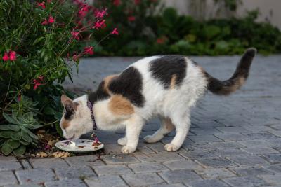 Mački nikada nemojte davati ovih pet namirnica: Mogu izazvati ozbiljne zdravstvene probleme