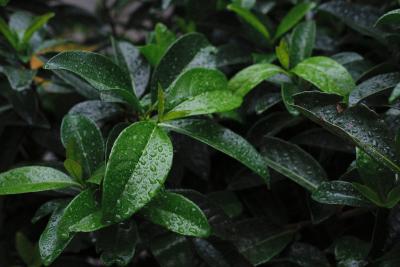 Upoznajemo začine: Lovor (Laurus Nobilis lat.)