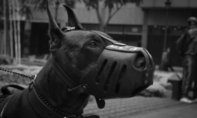 Koje rase važe za najagresivnije, kako svog psa uspešno socijalizovati i kako seponašati ako sretnete agresivng psa na ulici